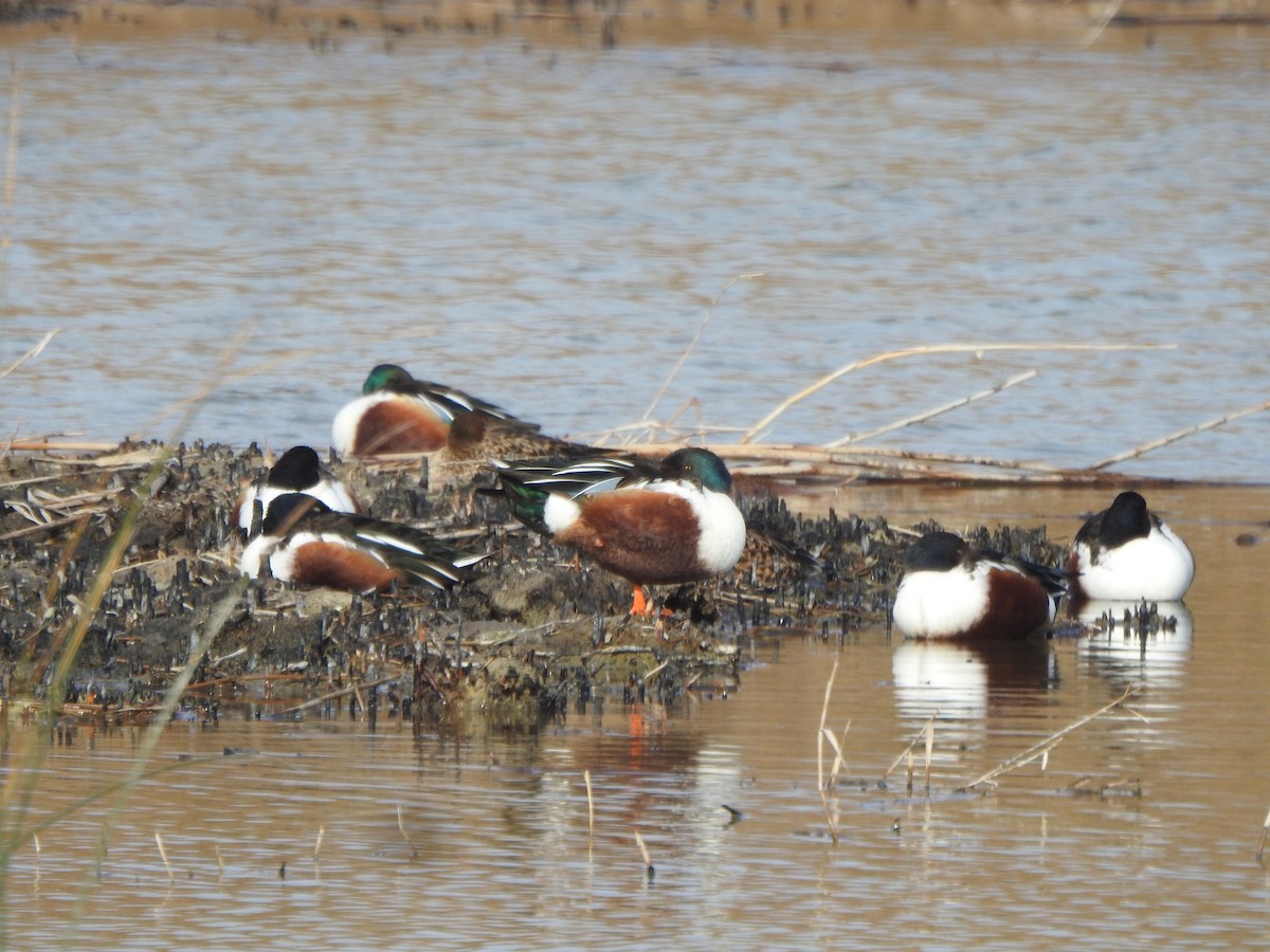 Northern Shoveler - ML613498929