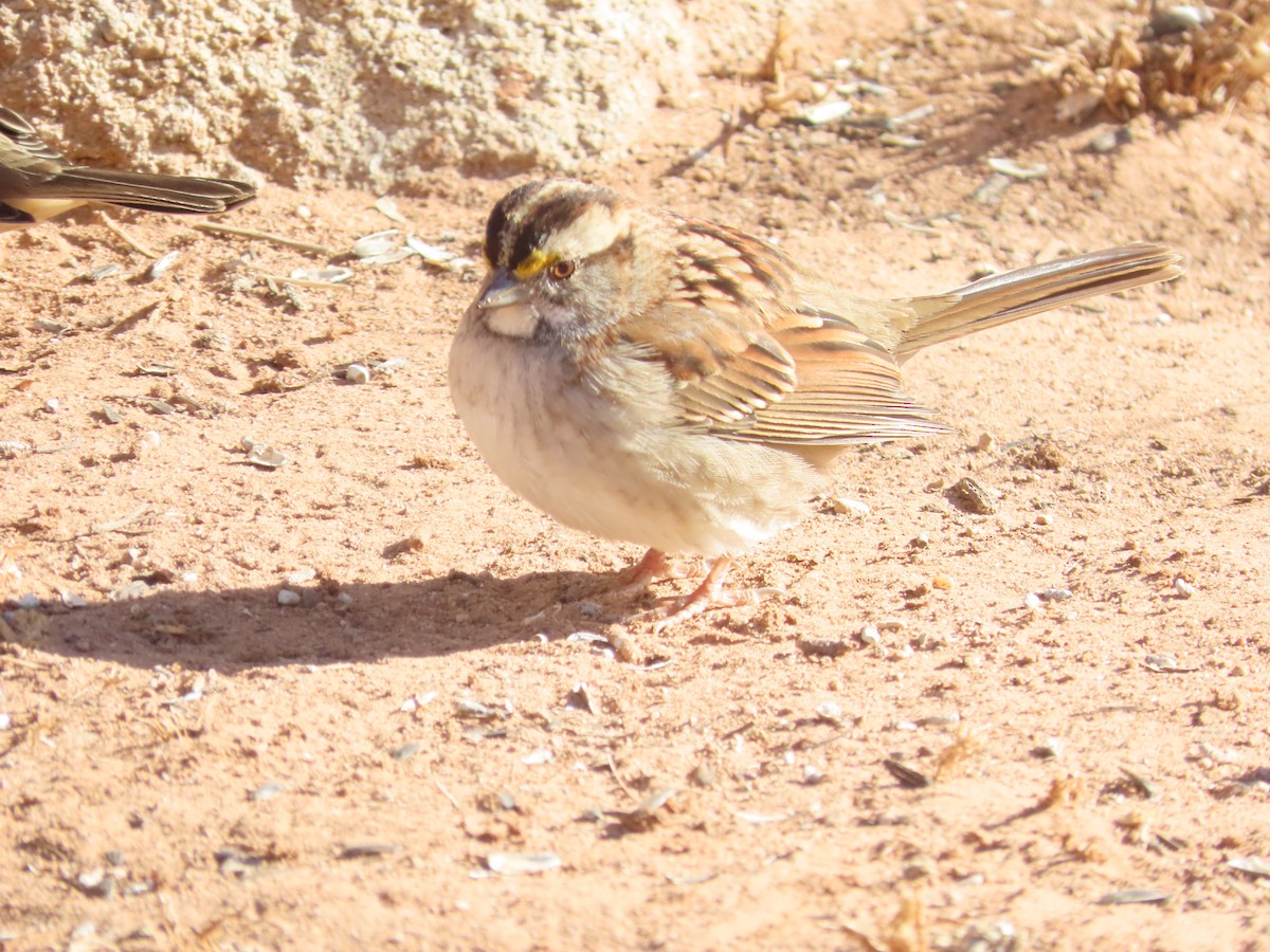 White-throated Sparrow - ML613498937