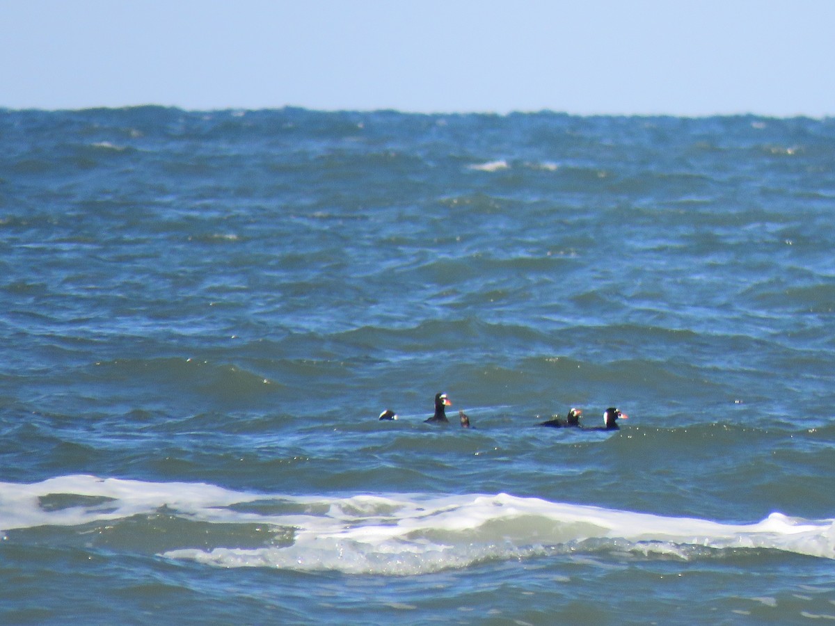 Surf Scoter - ML613498962