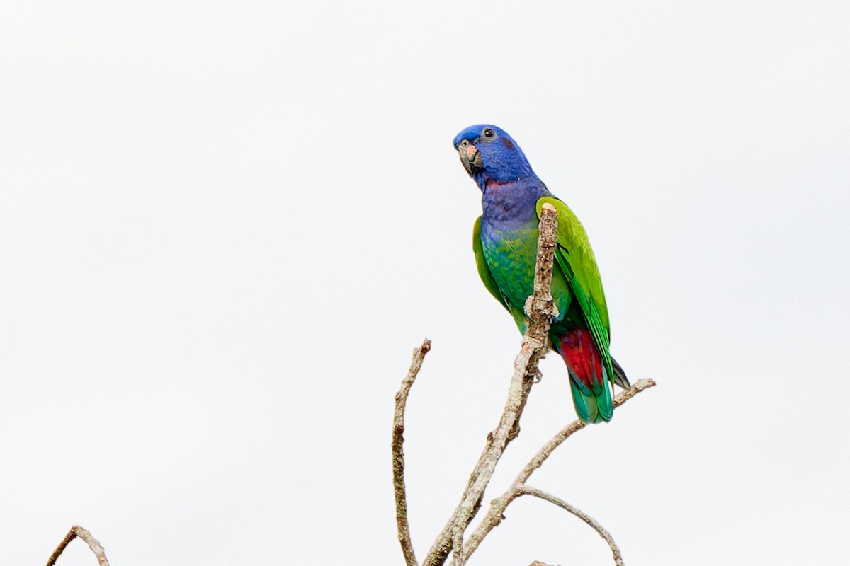 Папуга-червоногуз синьоголовий - ML613499025