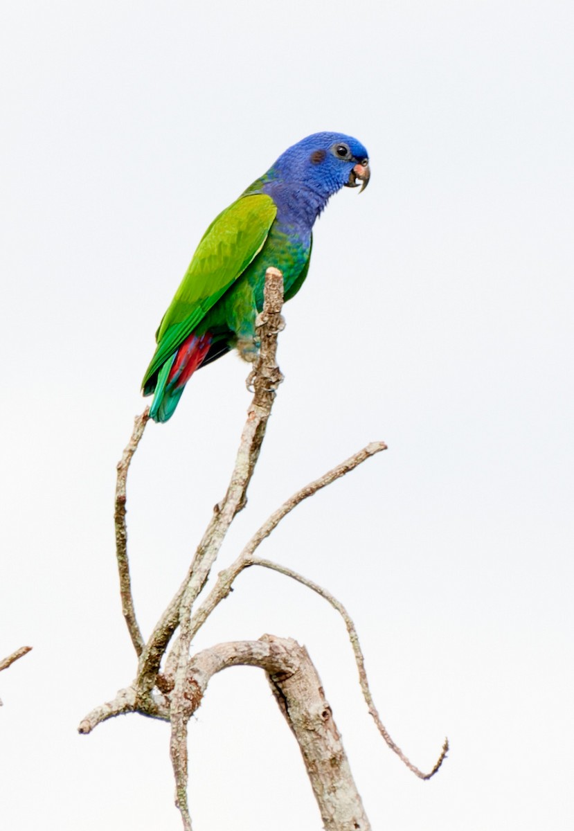 Папуга-червоногуз синьоголовий - ML613499027