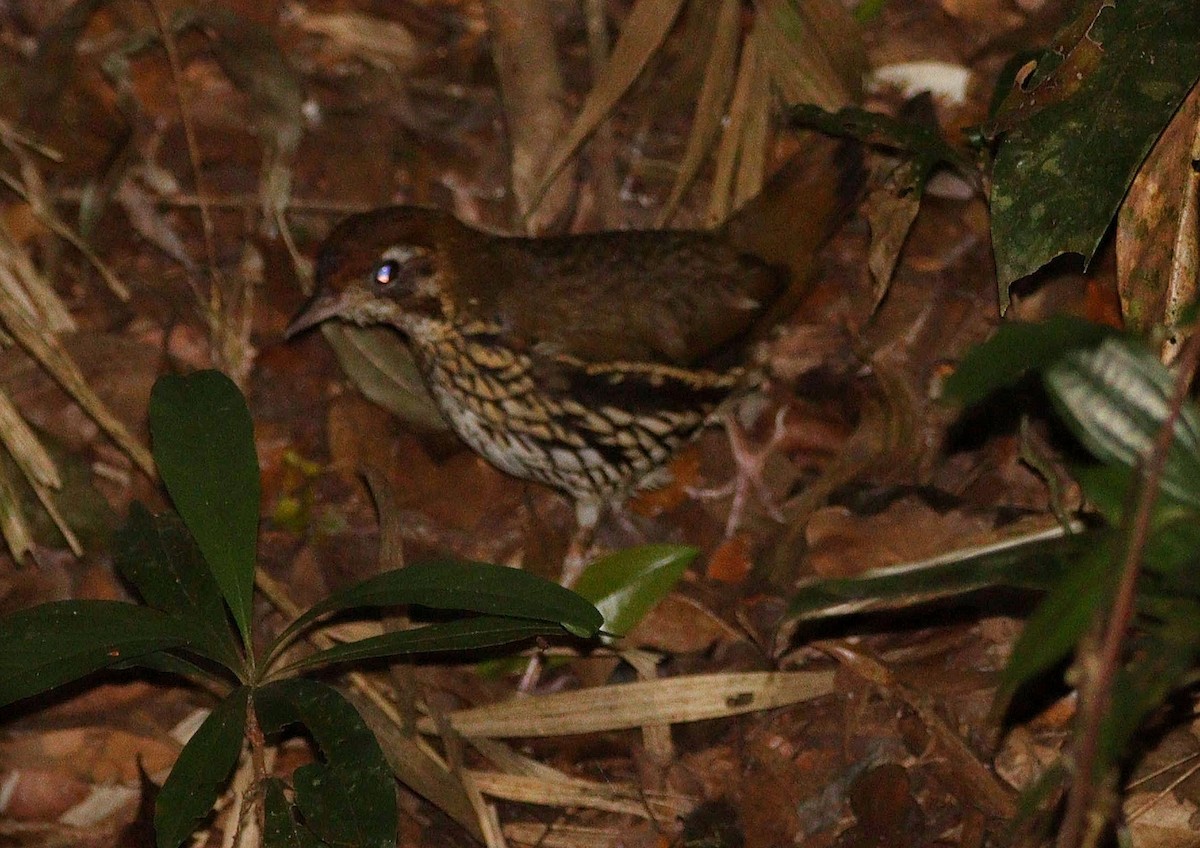 Short-tailed Antthrush - ML613499034