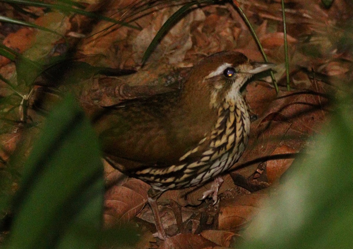 Short-tailed Antthrush - ML613499094