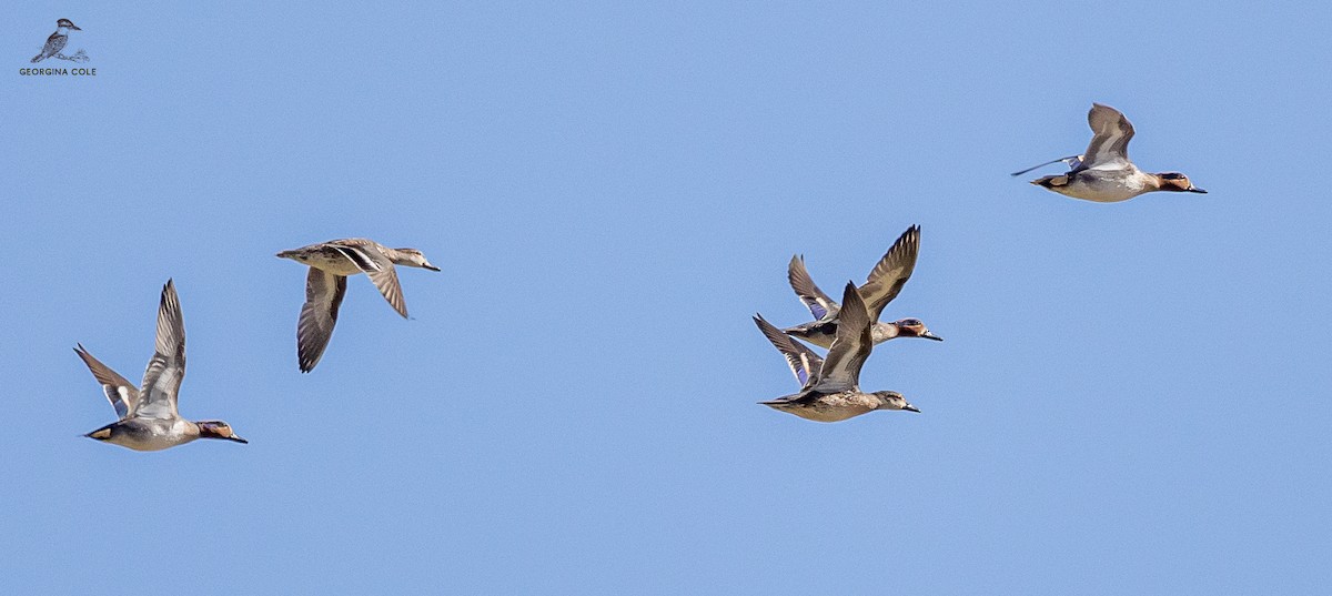 Green-winged Teal (Eurasian) - ML613499096