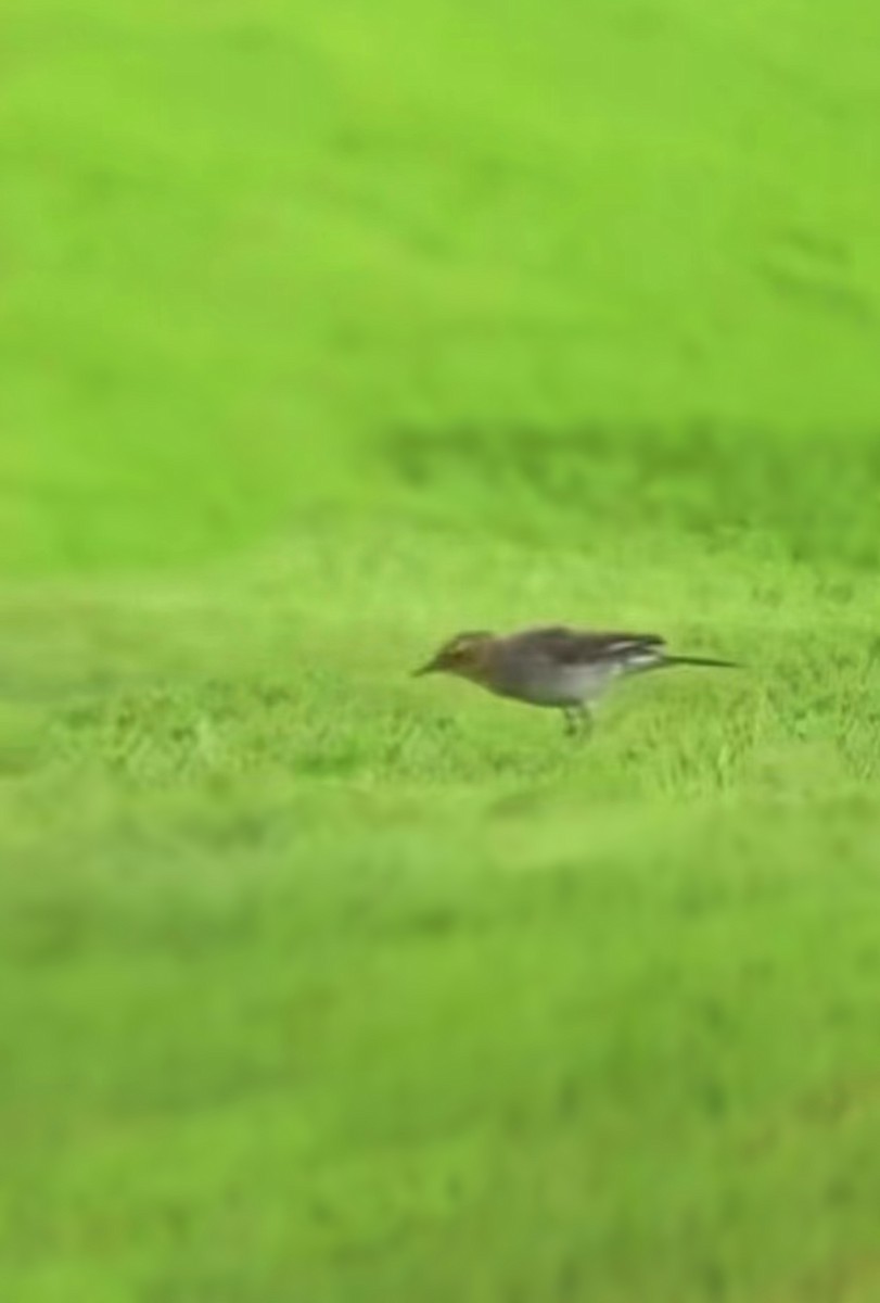 Citrine Wagtail - norman wu