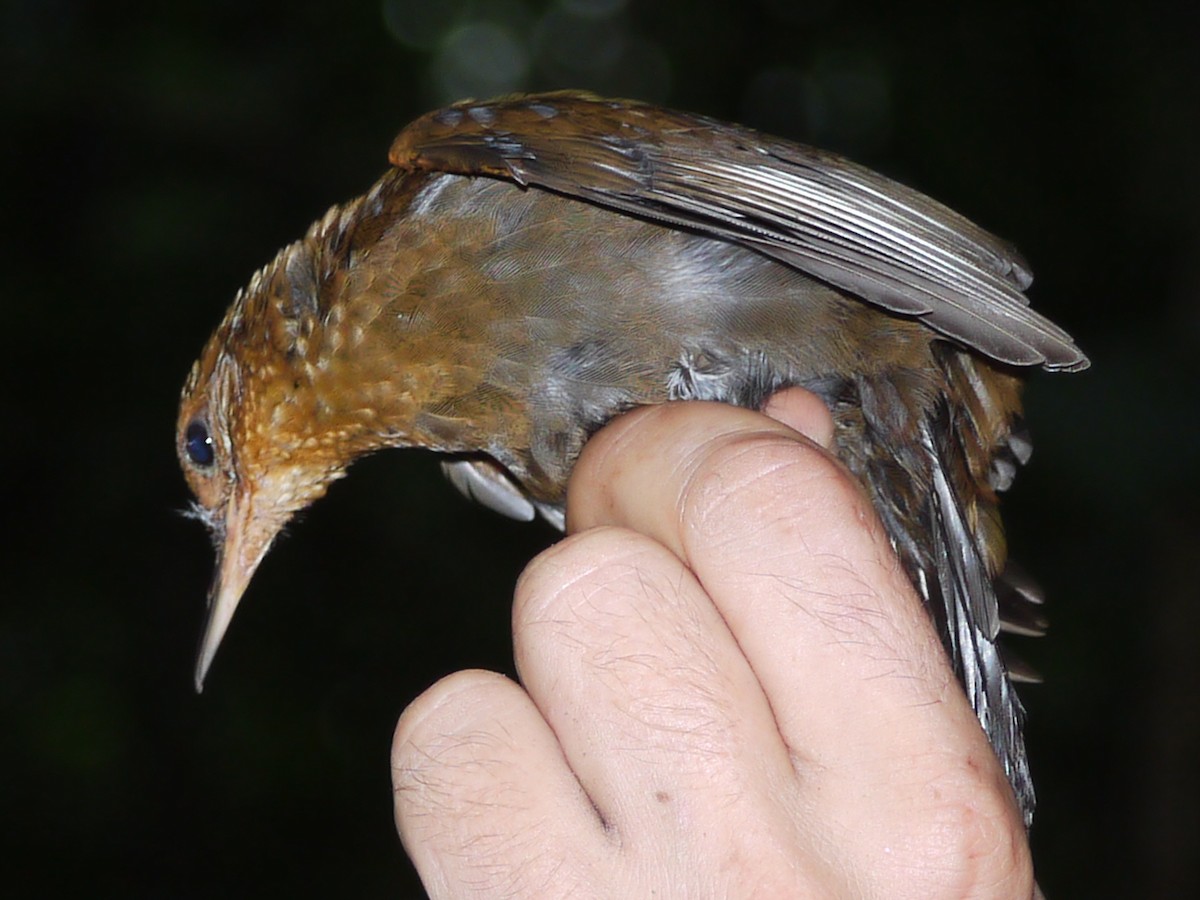 Black-tailed Leaftosser - ML613499201