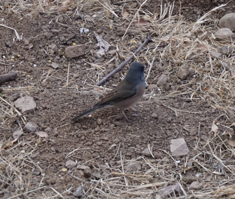 Dark-eyed Junco - ML613499256