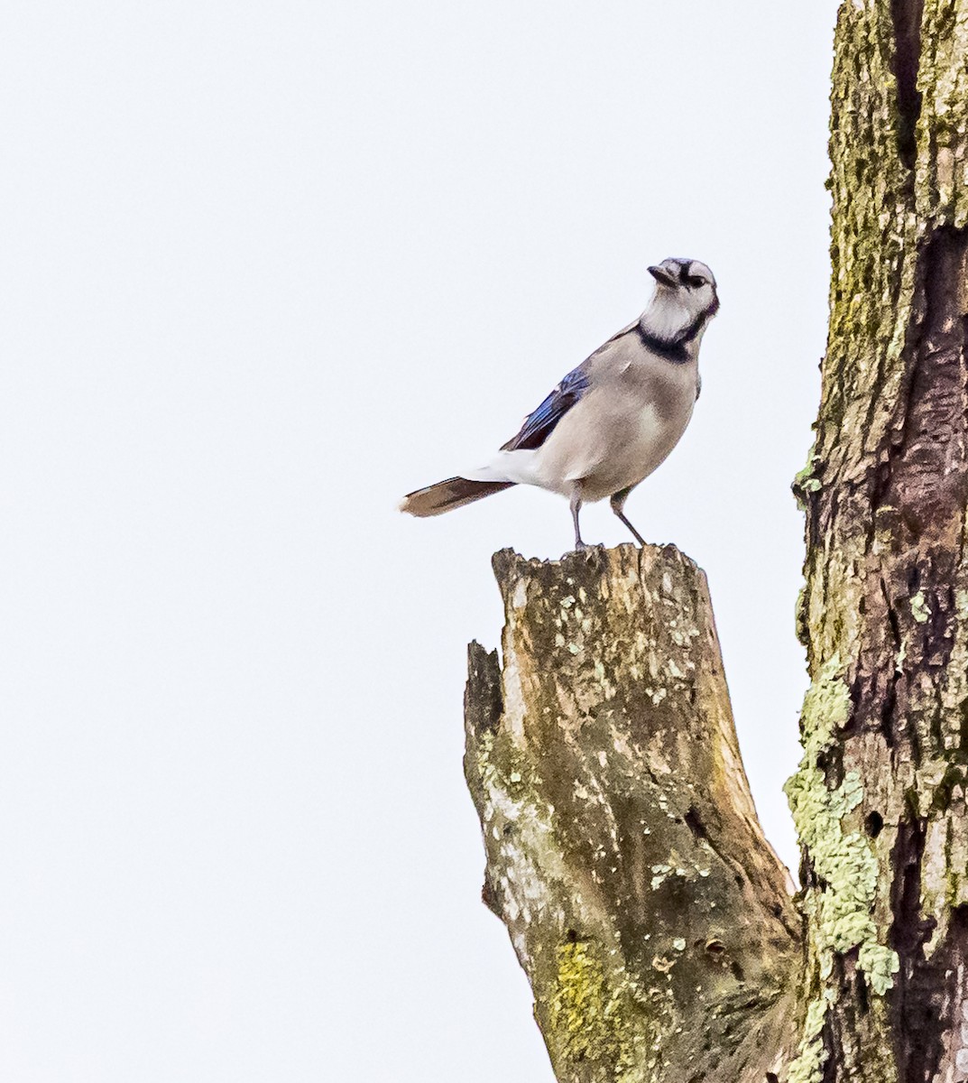 Blue Jay - ML613499302