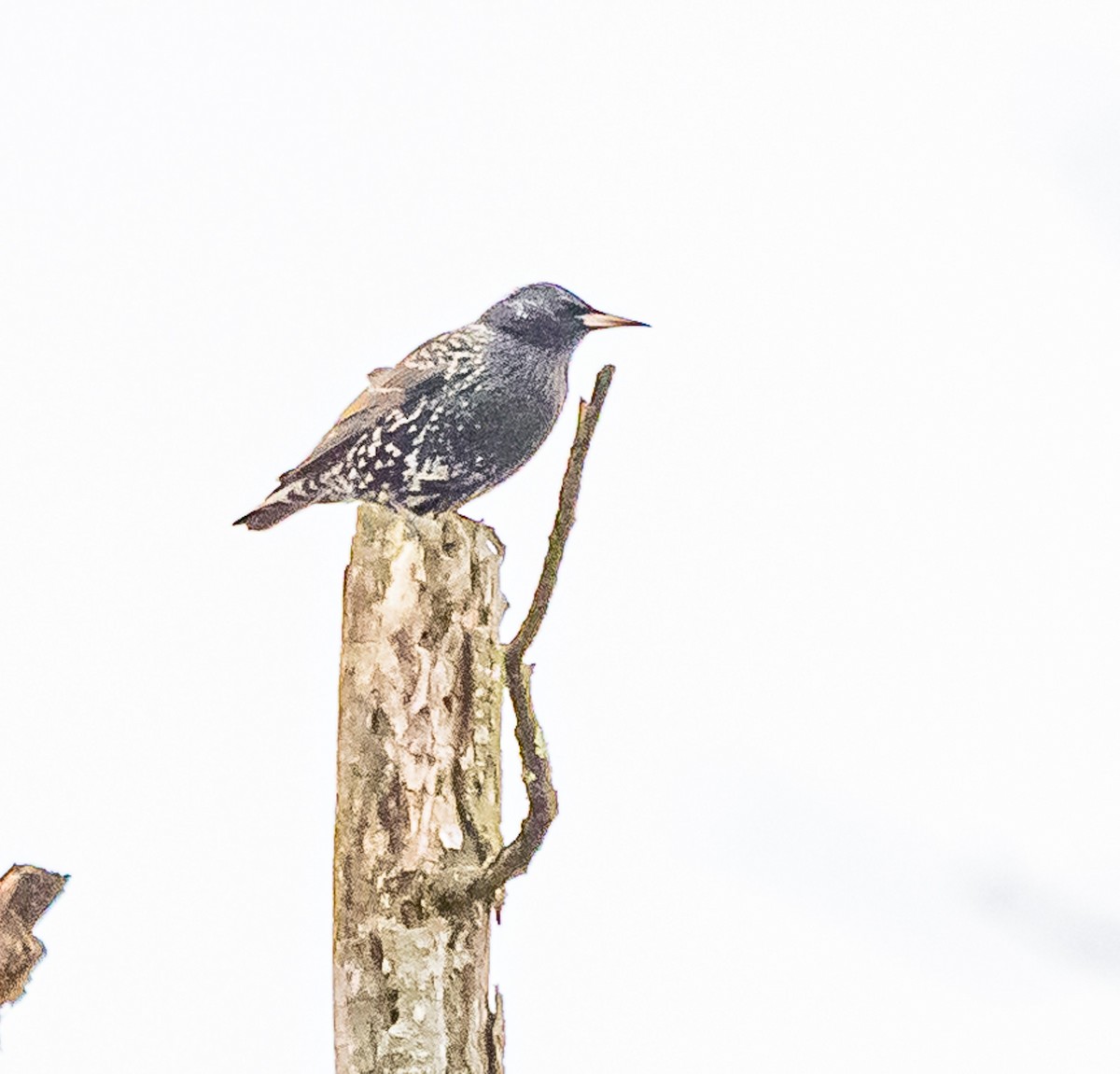 European Starling - ML613499306