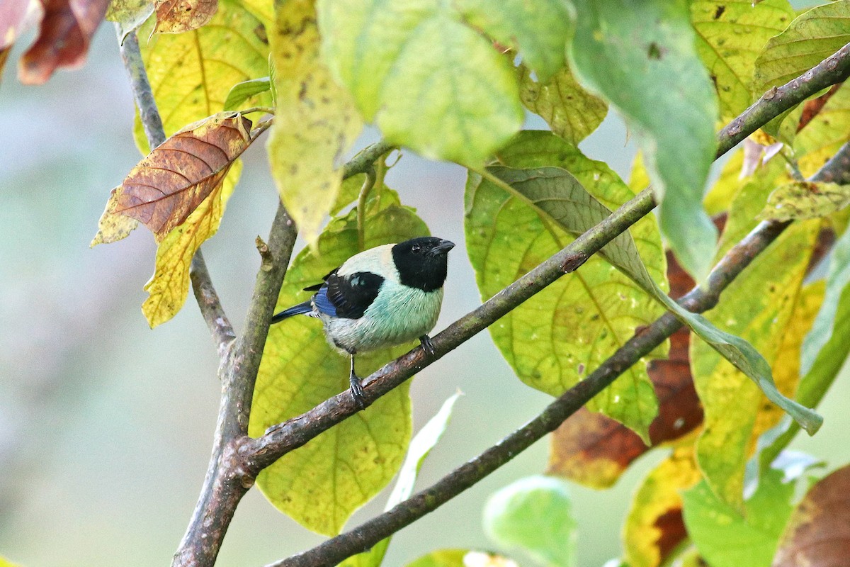 Tangara Cabecinegra - ML613499314