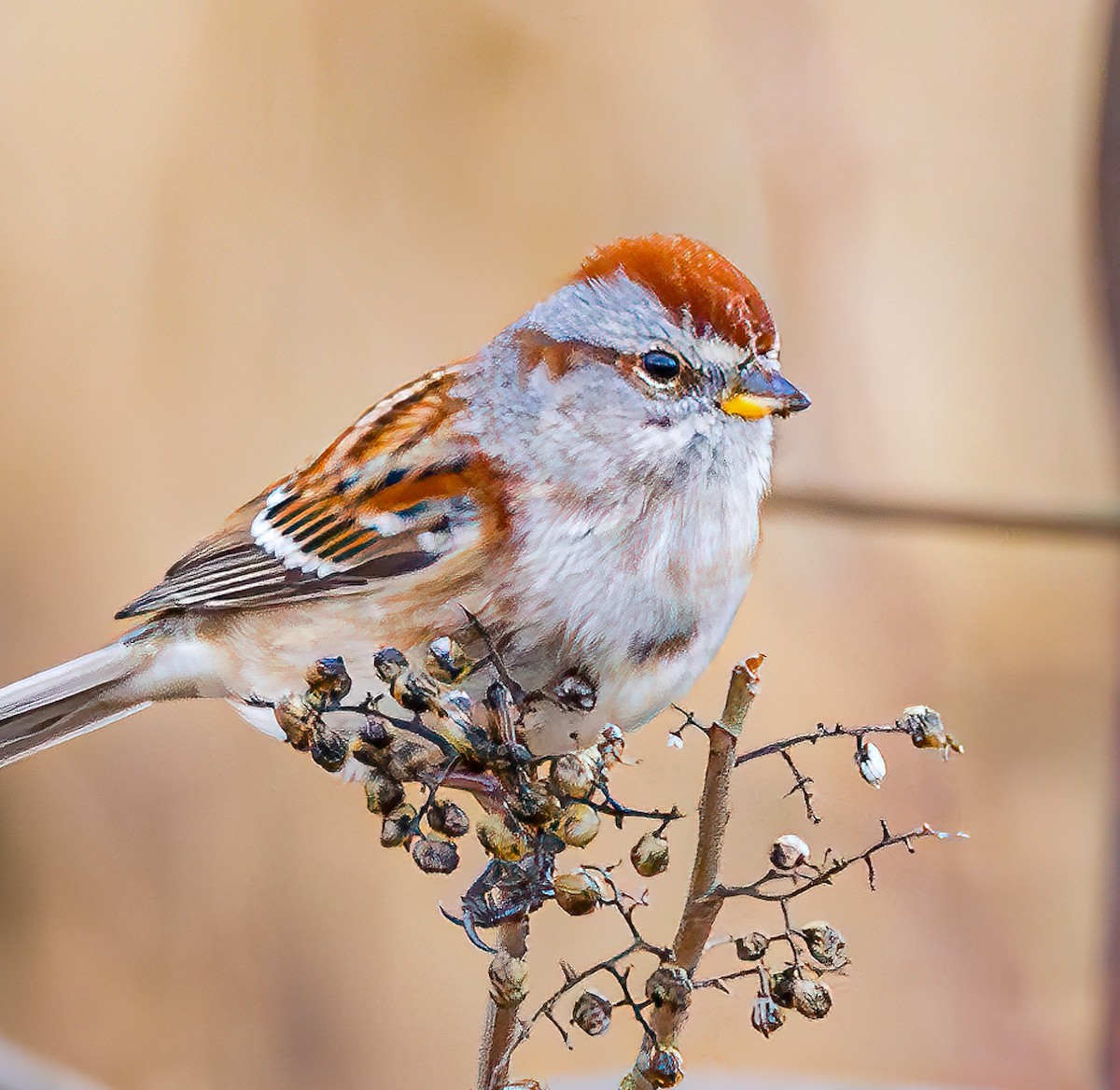 American Tree Sparrow - ML613499334