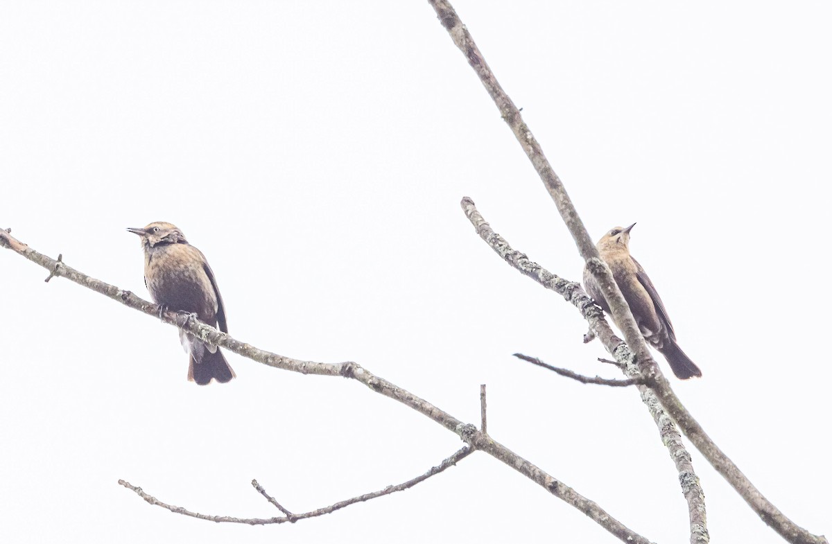 Rusty Blackbird - ML613499344