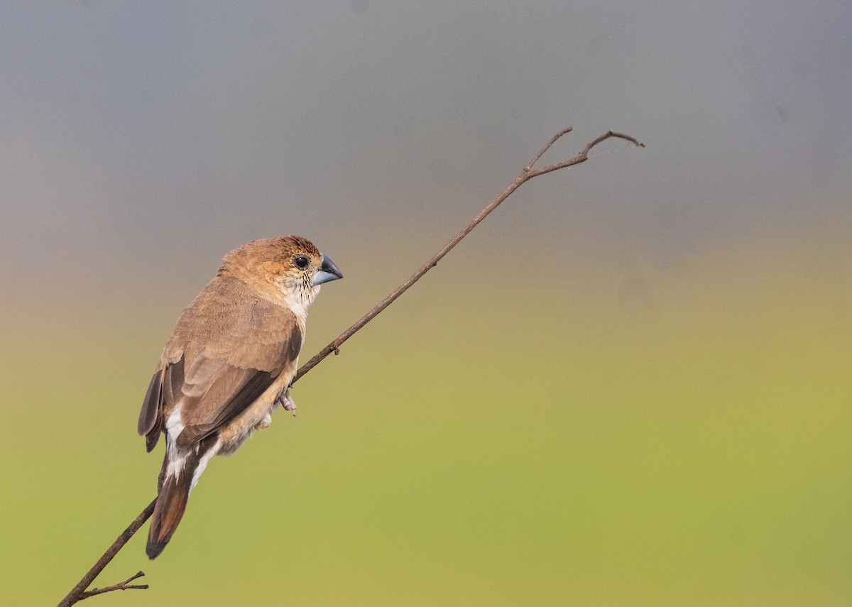 Indian Silverbill - ML613499355