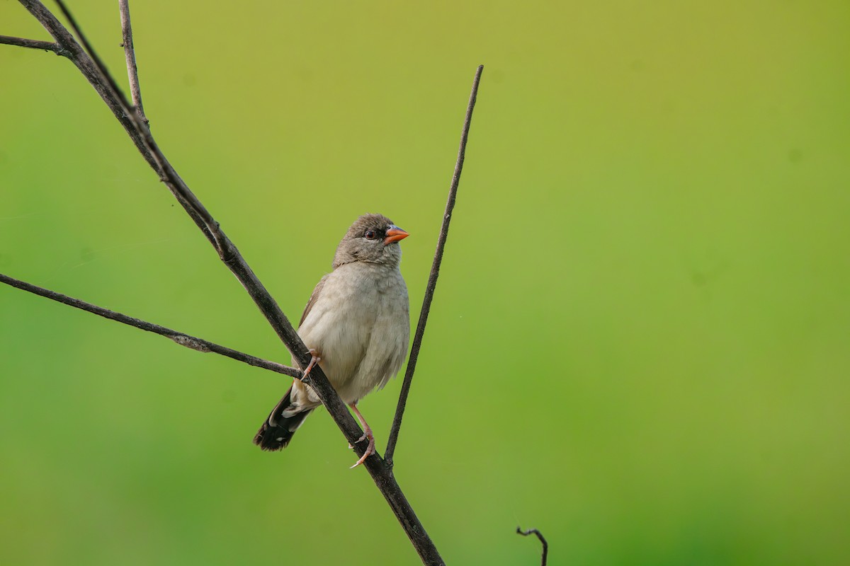 Red Avadavat (Red-bellied) - Debojyoti Chakraborty