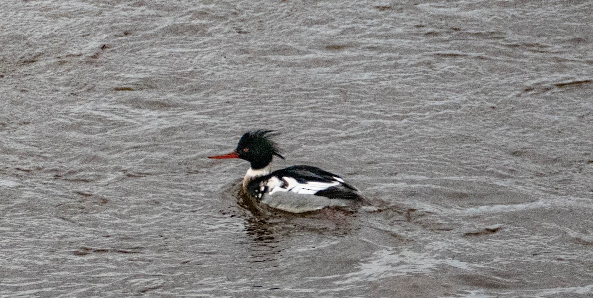 Red-breasted Merganser - Therese Carroll