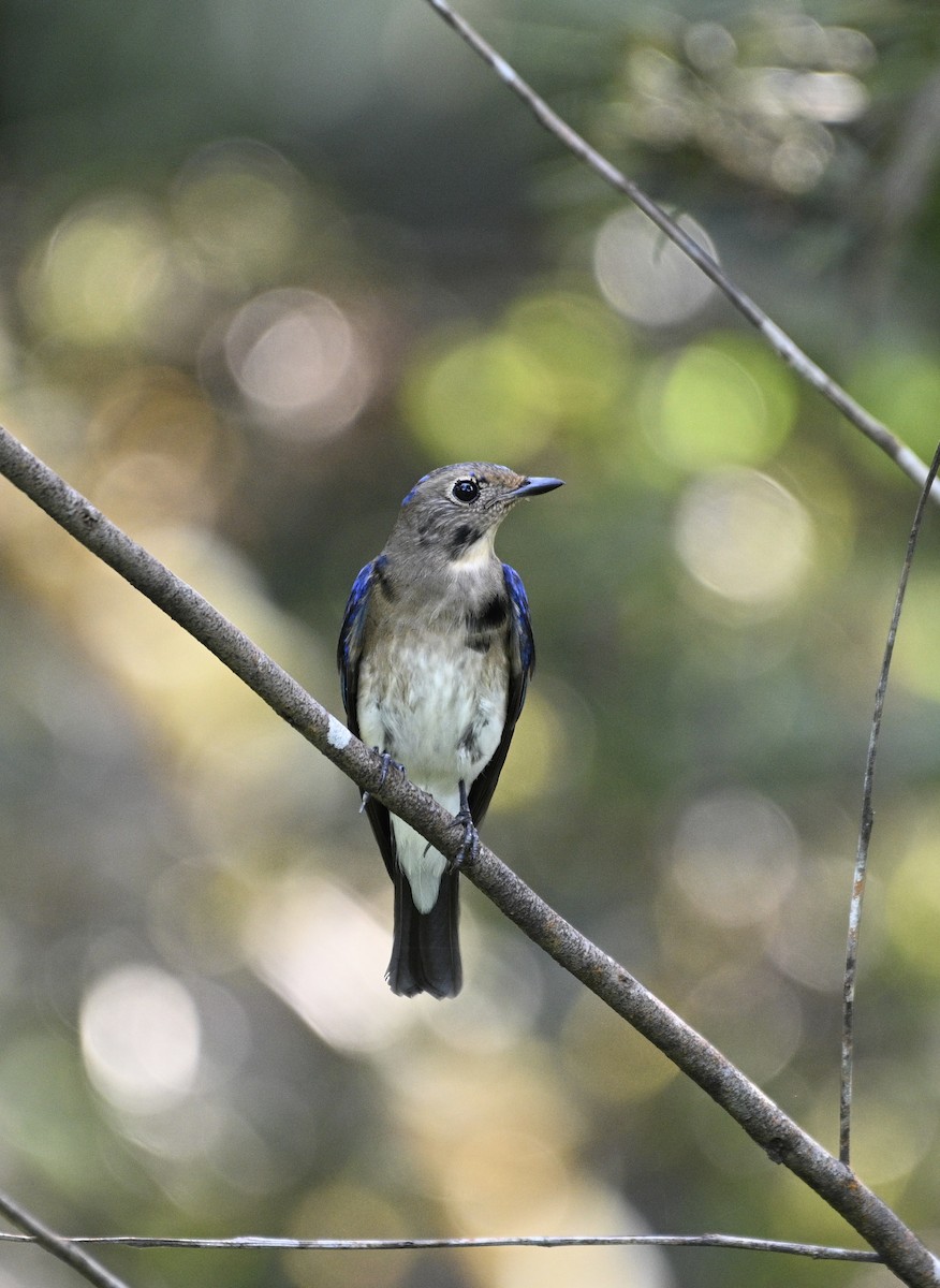 Blue-and-white Flycatcher - ML613499493