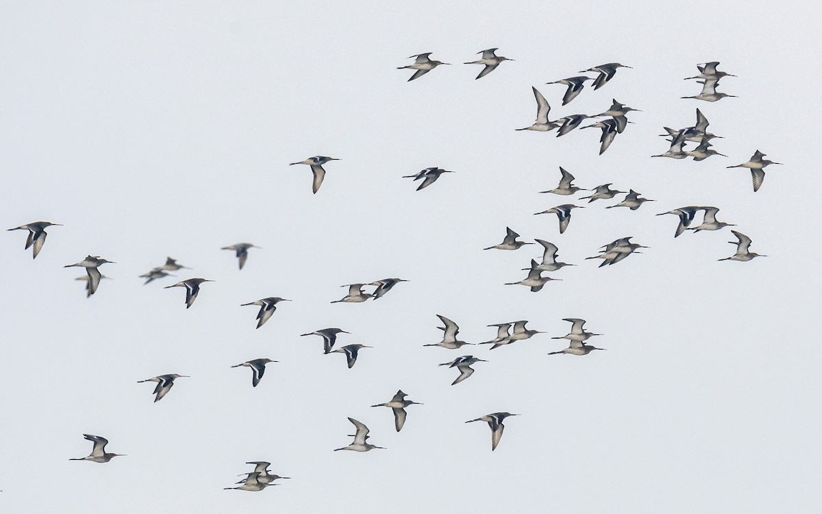 Black-tailed Godwit - ML613499502