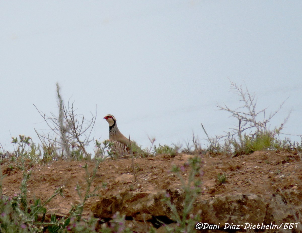 Red-legged Partridge - ML613499548