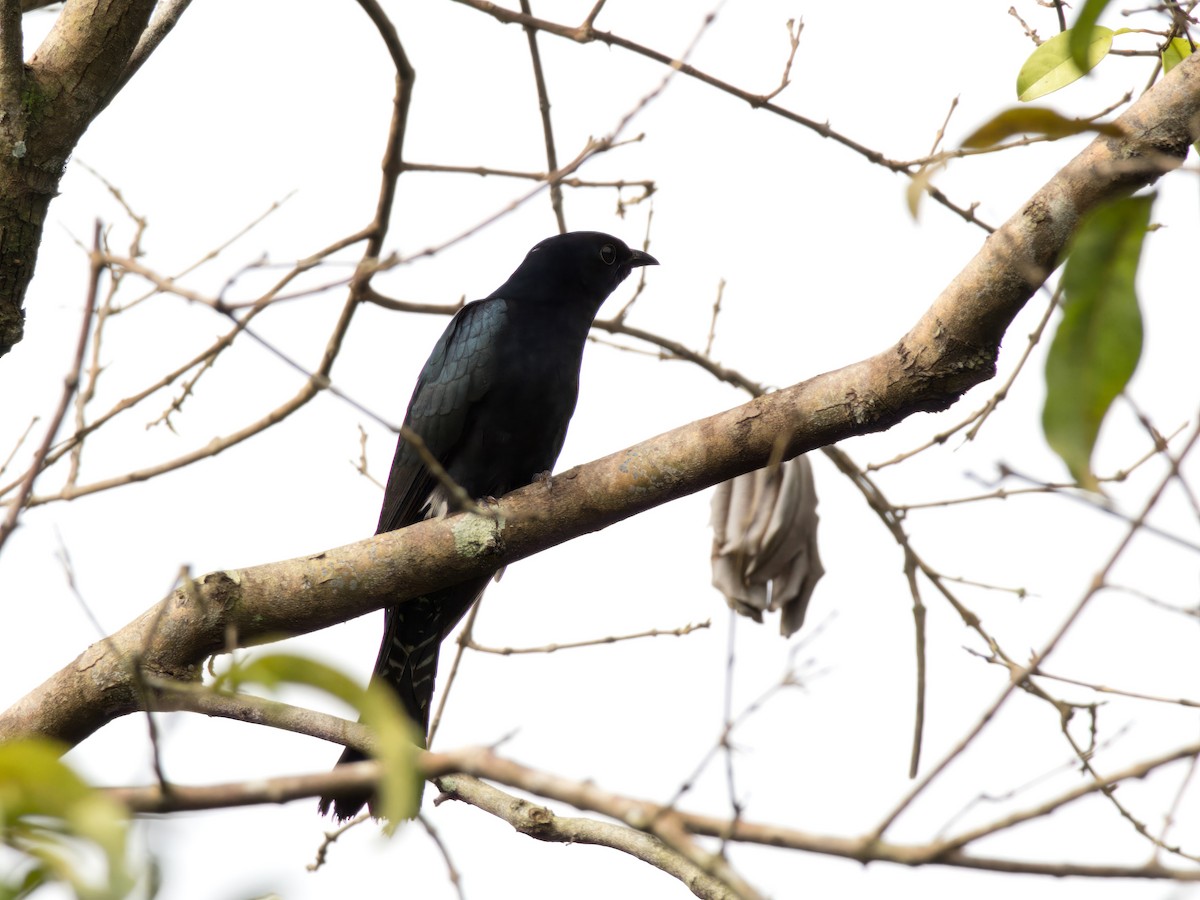 Asya Drongo Guguğu - ML613499587