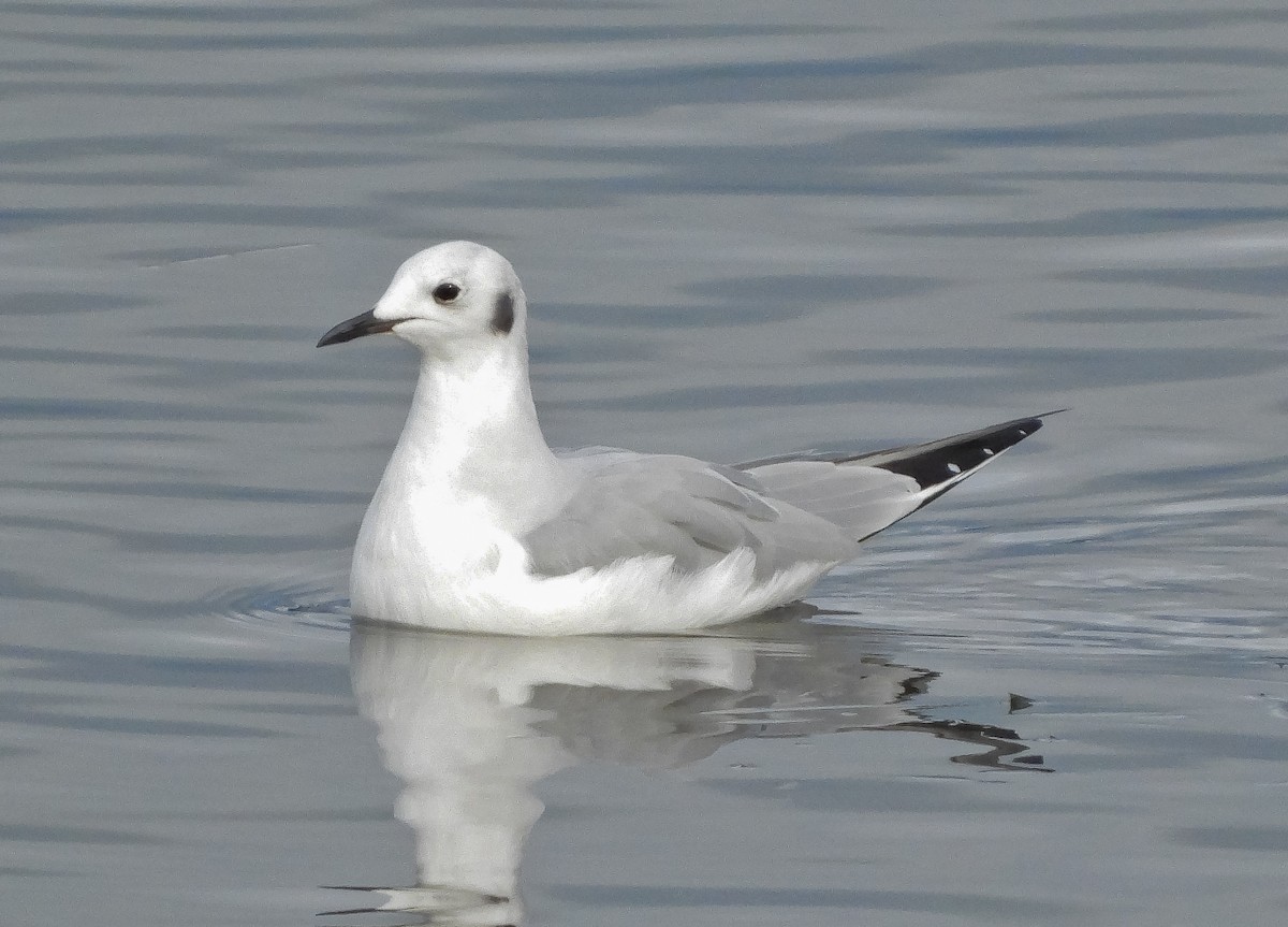 Bonaparte's Gull - ML613499613