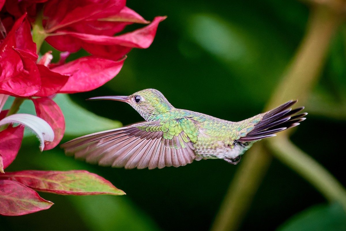 kolibřík zrcadlový - ML613499666