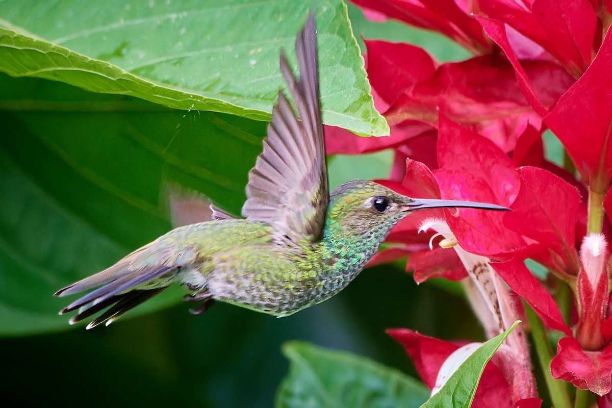 Glittering-throated Emerald - ML613499667