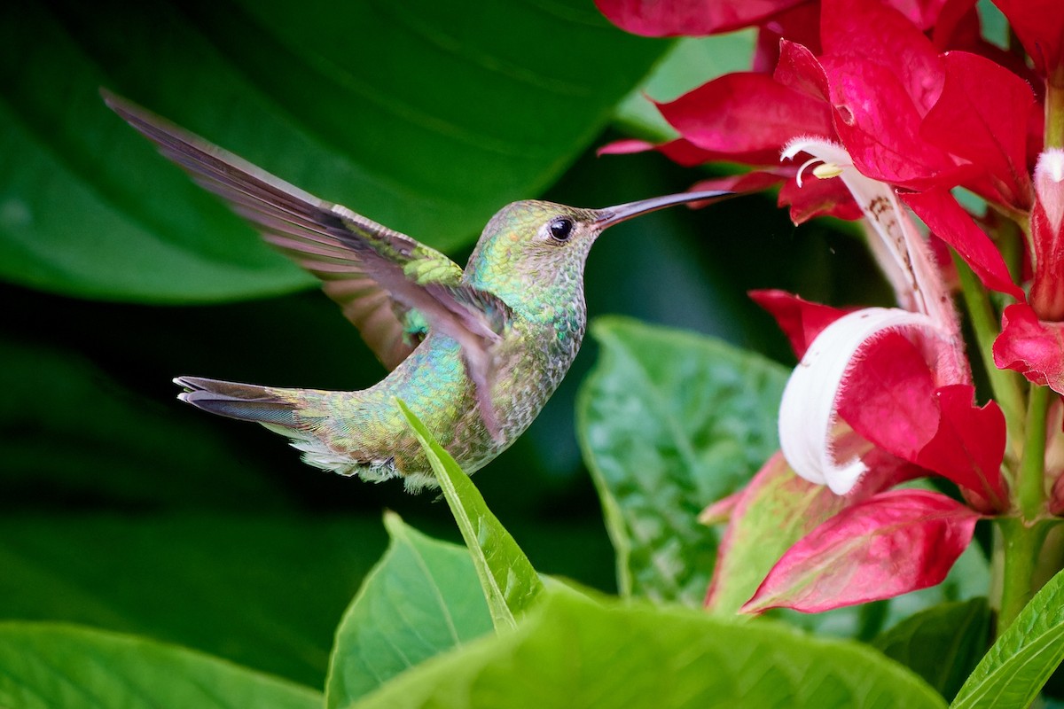 Glittering-throated Emerald - ML613499668