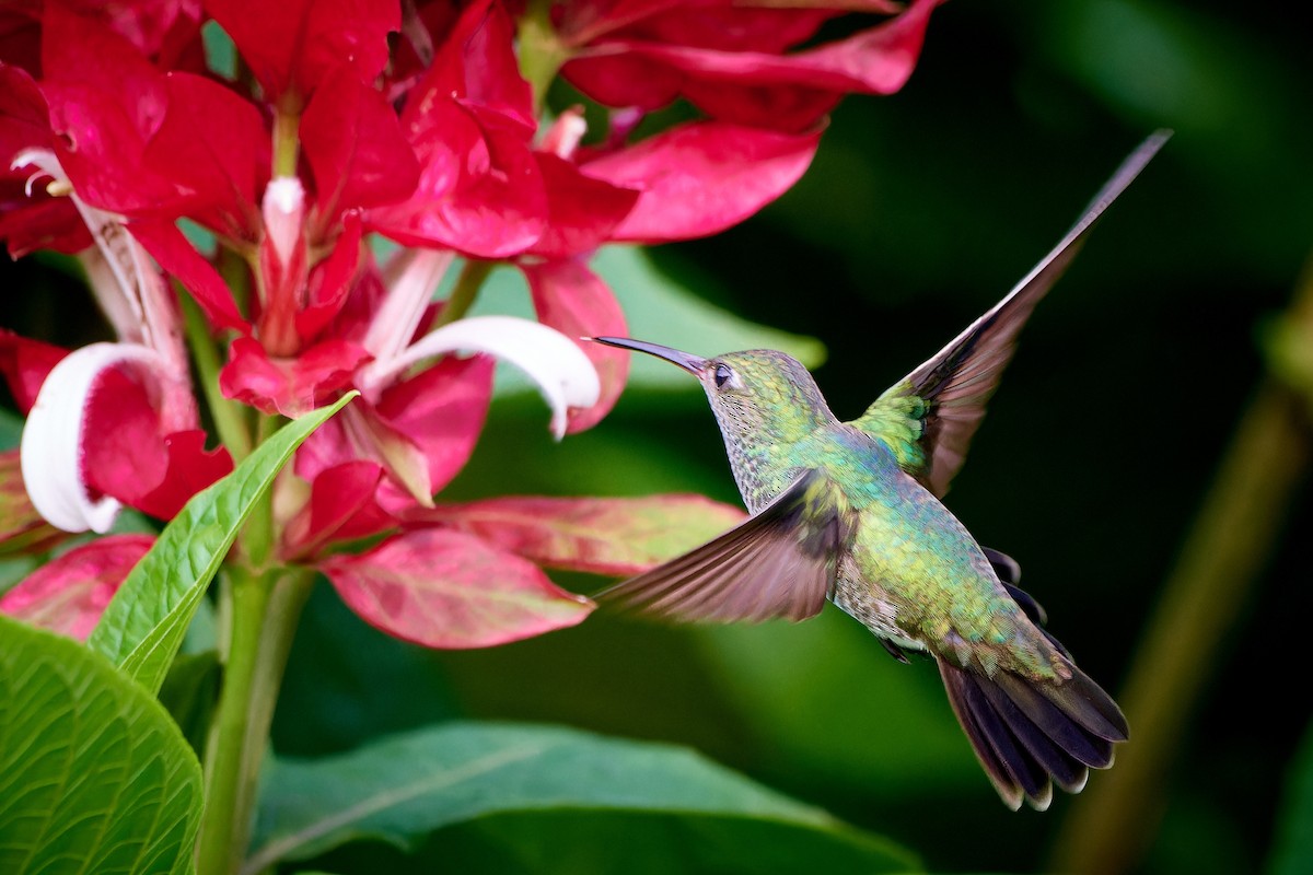 kolibřík zrcadlový - ML613499669