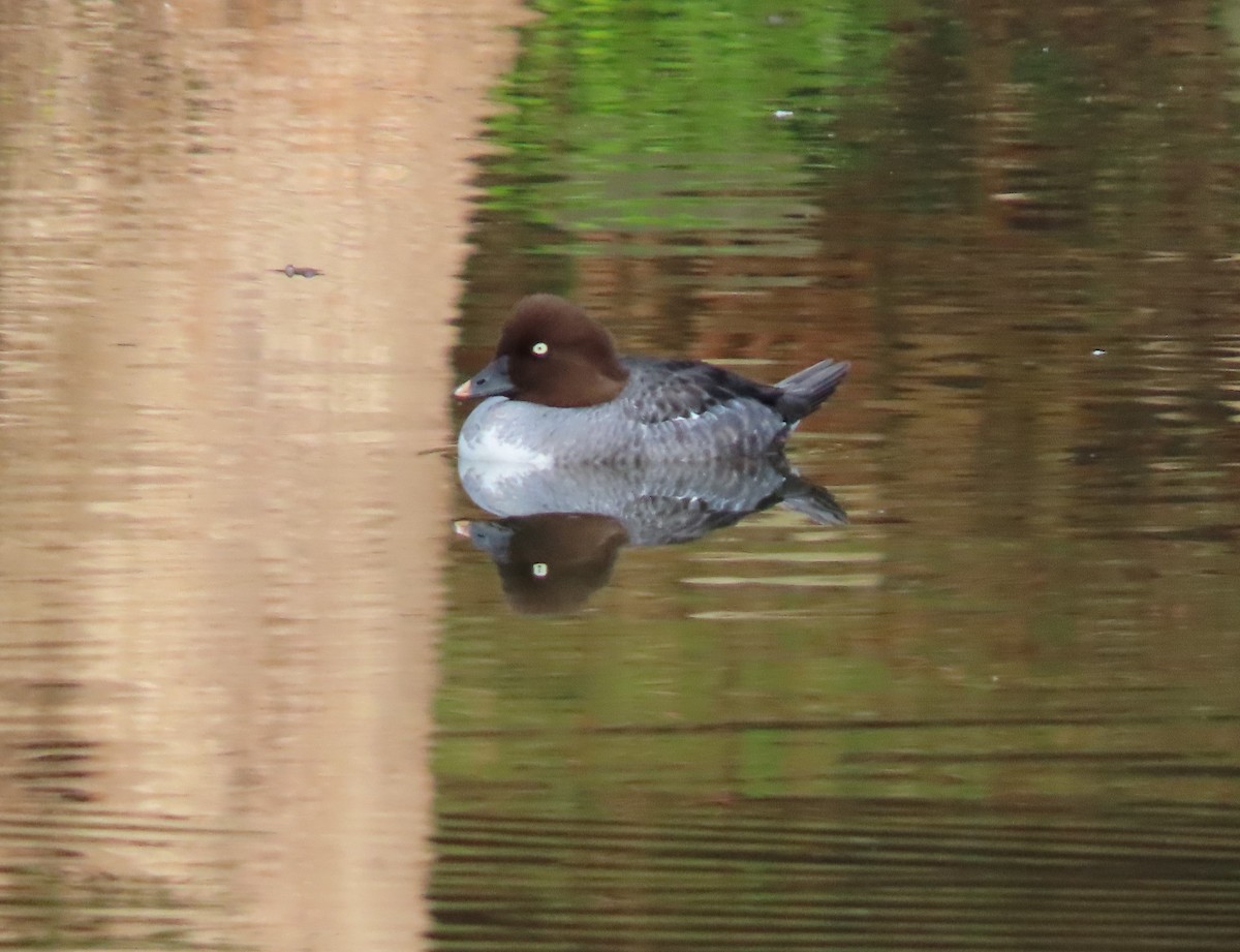 Common Goldeneye - ML613499672