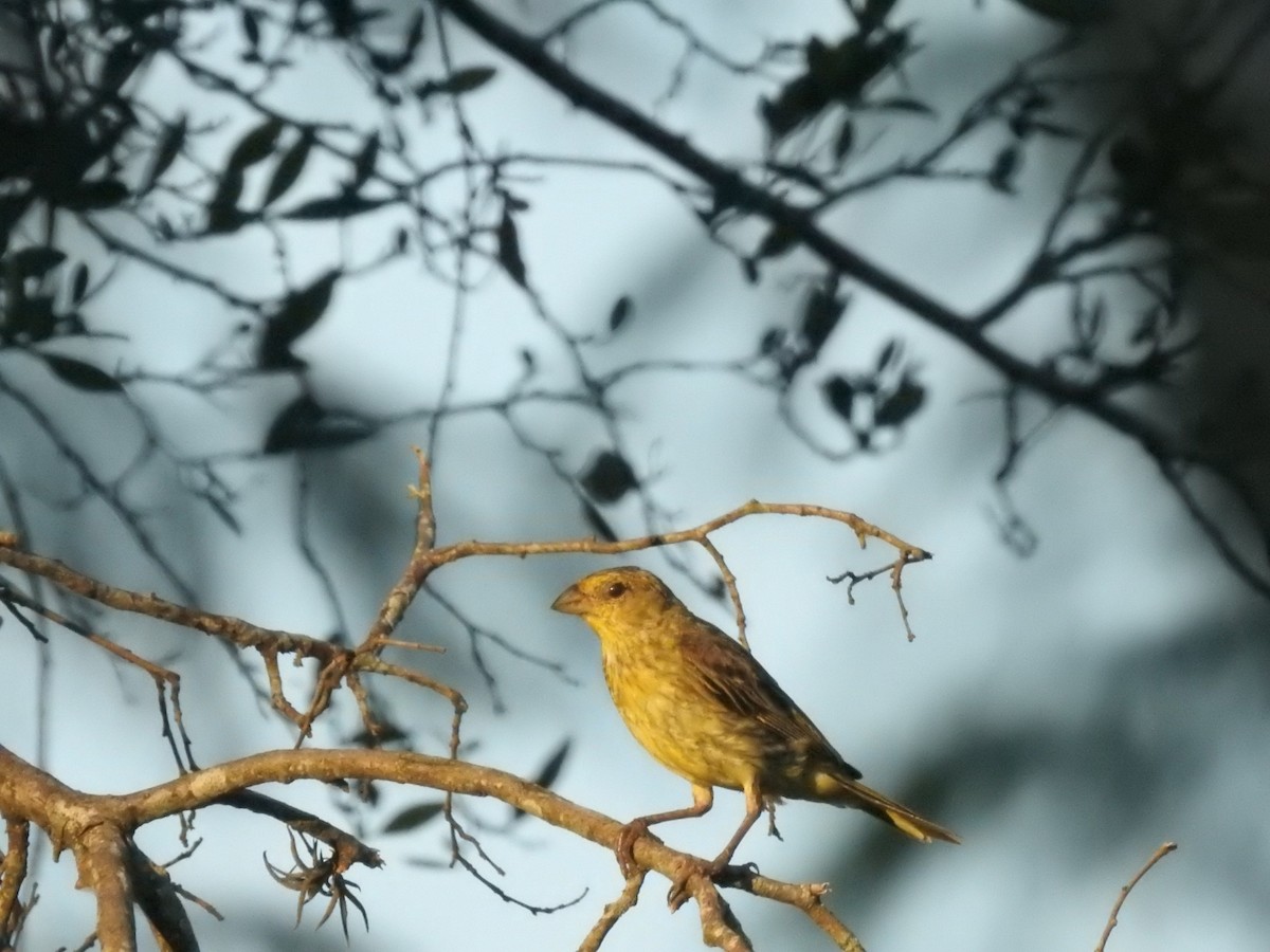 Saffron Finch - ML613499677