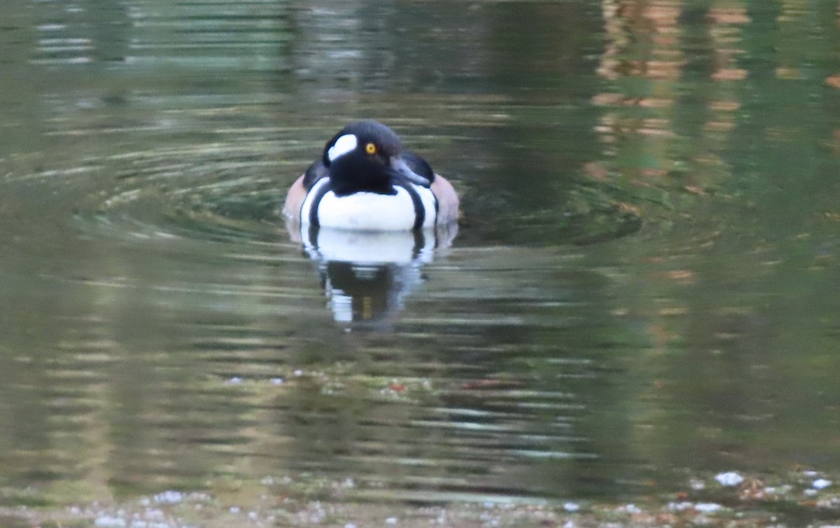 Hooded Merganser - ML613499696