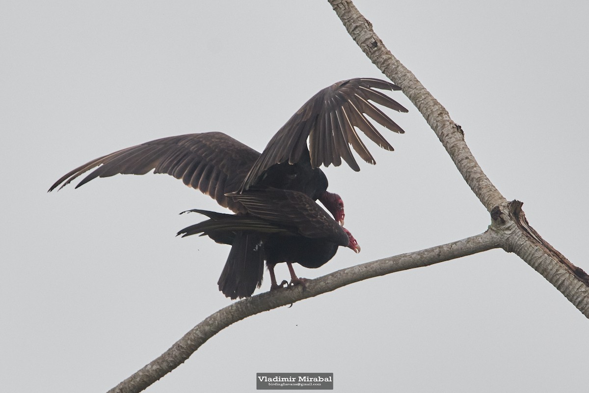 Turkey Vulture - ML613499698