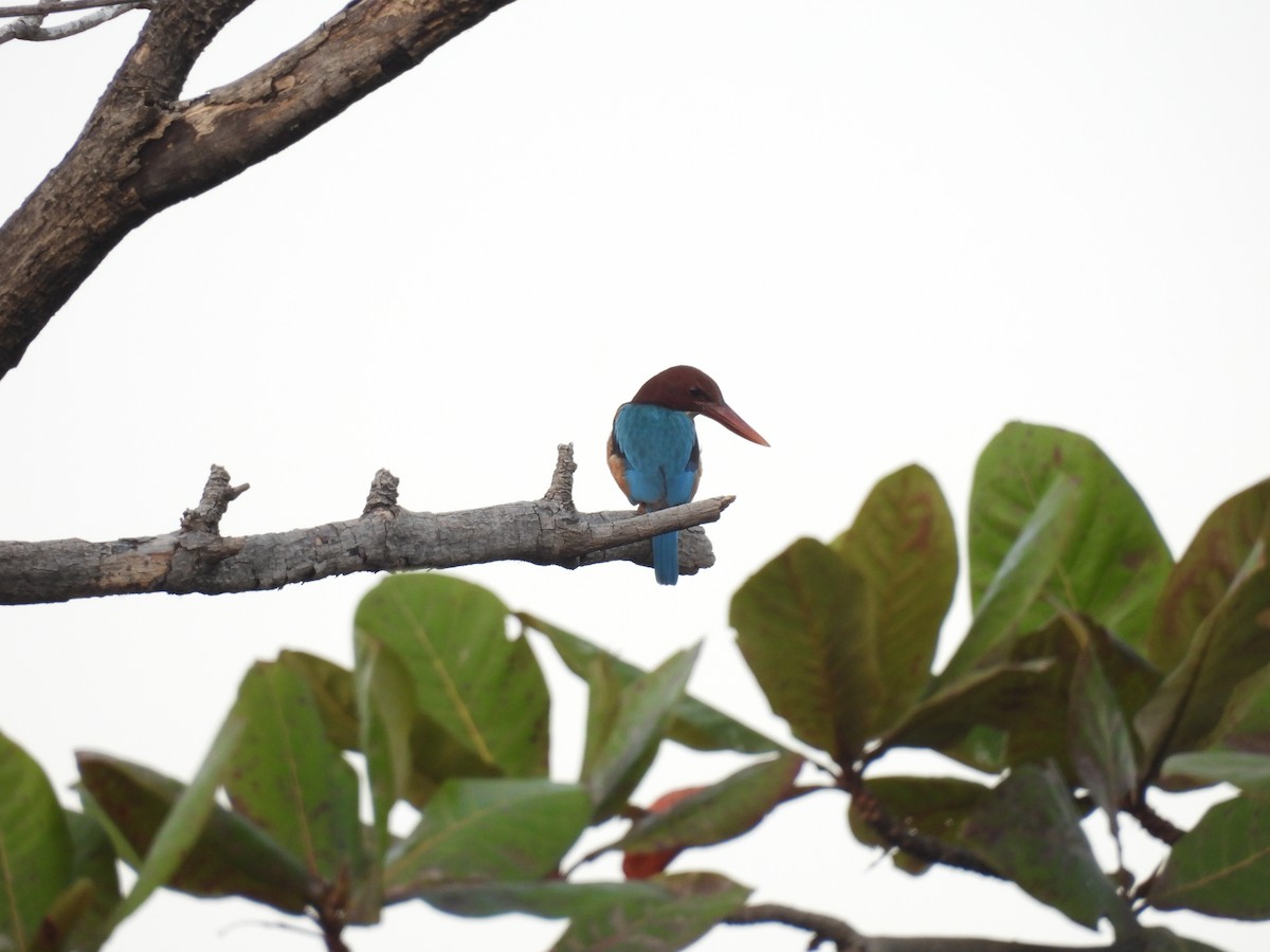 White-throated Kingfisher - ML613499785