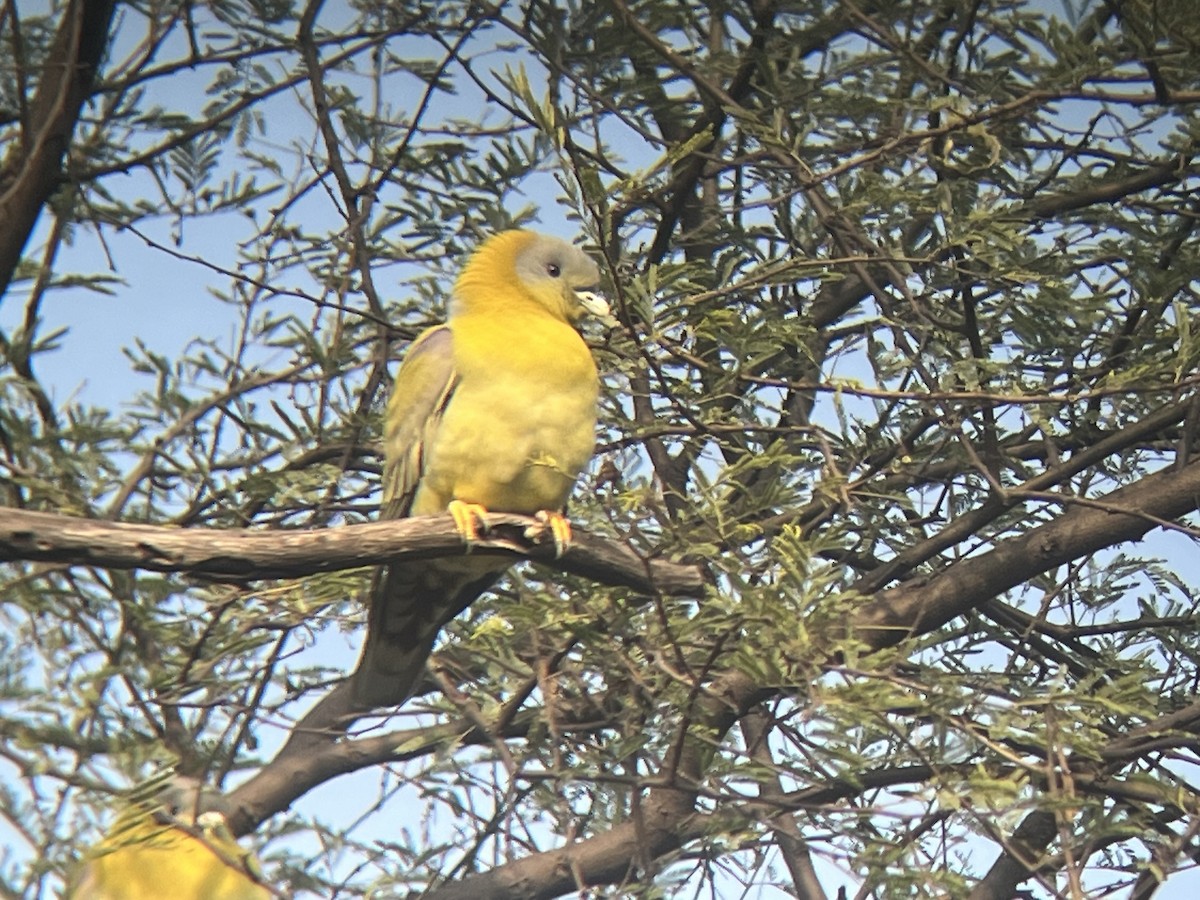 Yellow-footed Green-Pigeon - Preston Lust