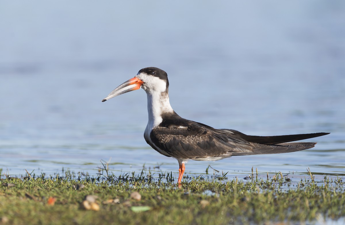 Black Skimmer (cinerascens) - Williams Daniel Nuñez