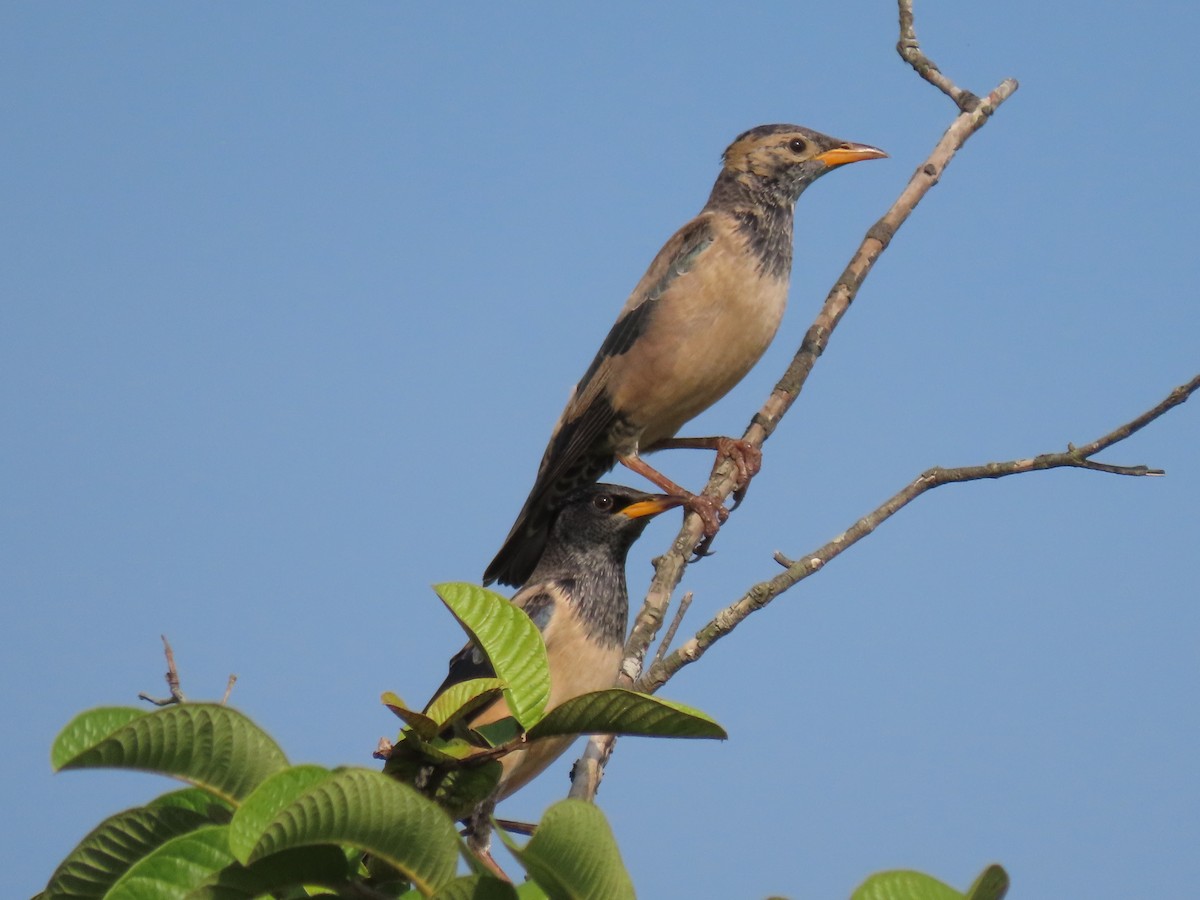 Rosy Starling - Sreekumar Chirukandoth