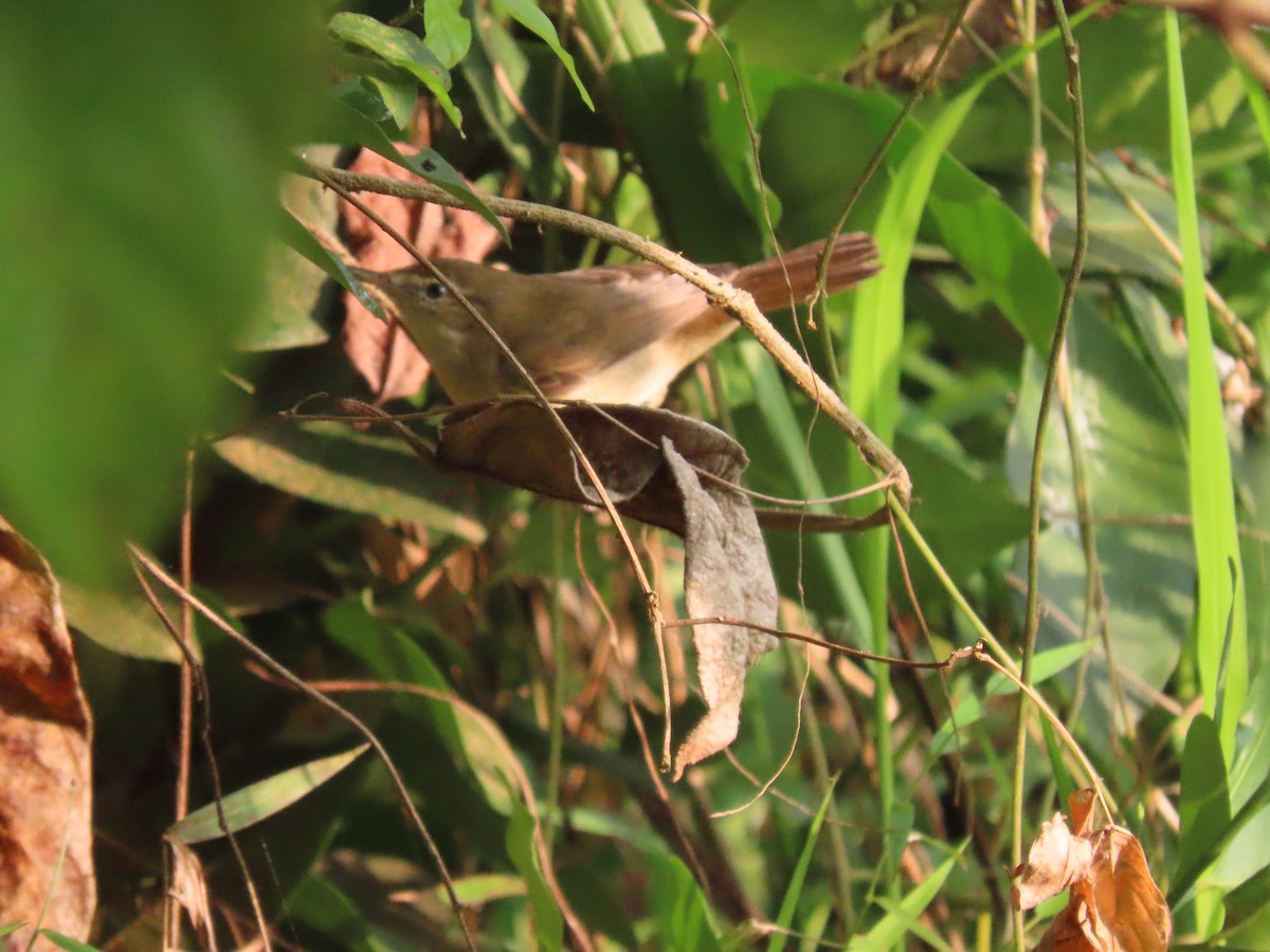 Blyth's Reed Warbler - Sreekumar Chirukandoth