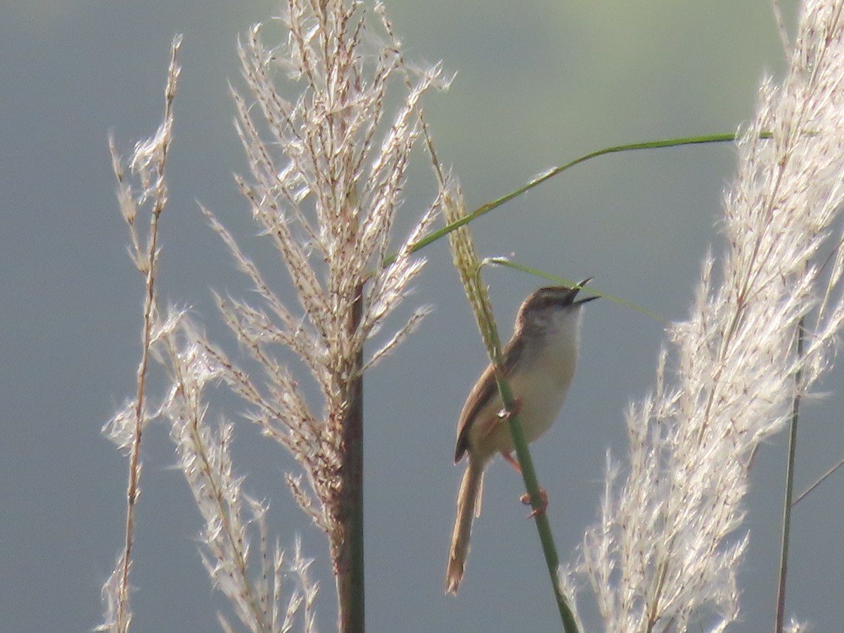 Plain Prinia - Sreekumar Chirukandoth