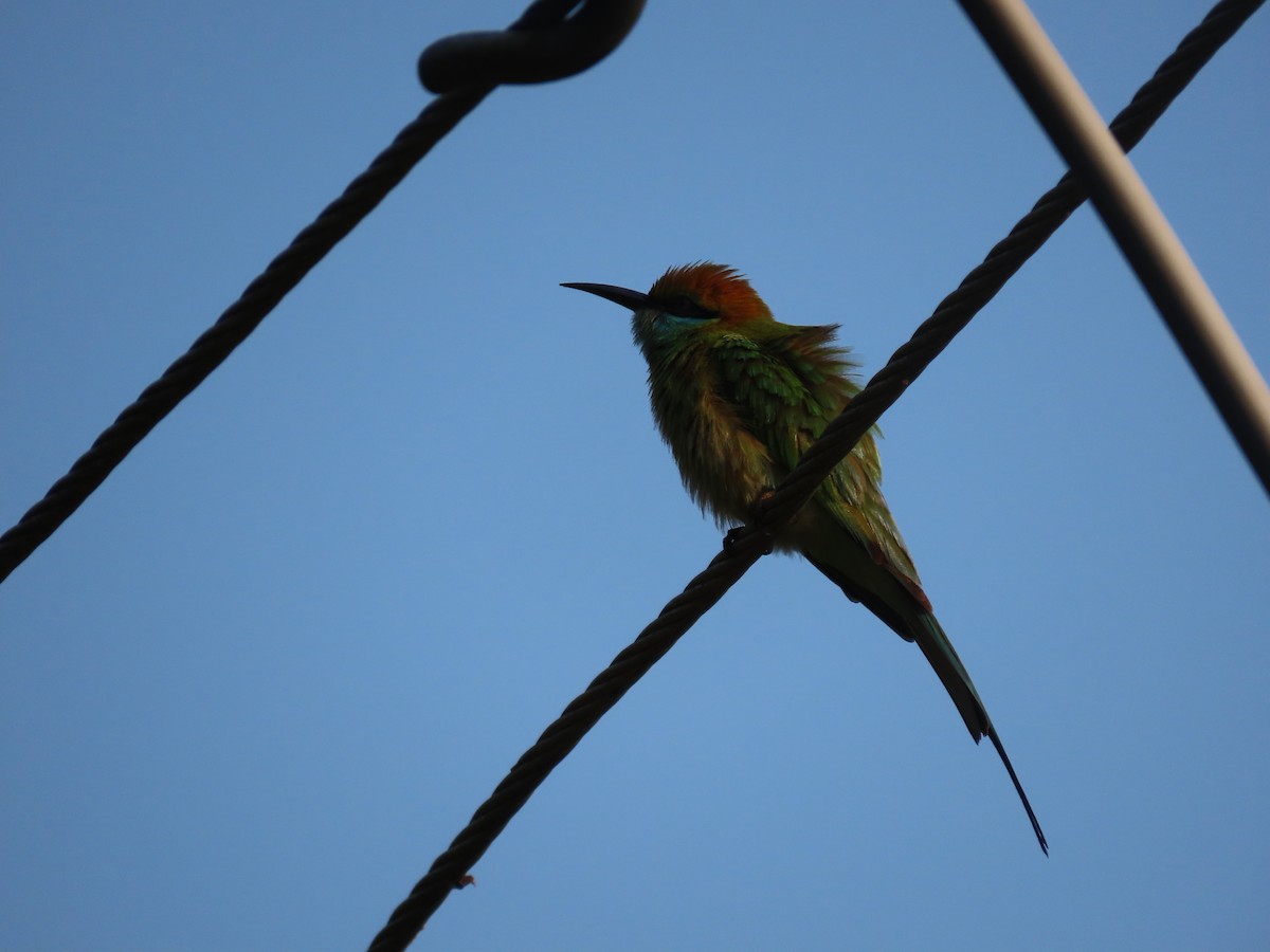 Asian Green Bee-eater - Sreekumar Chirukandoth