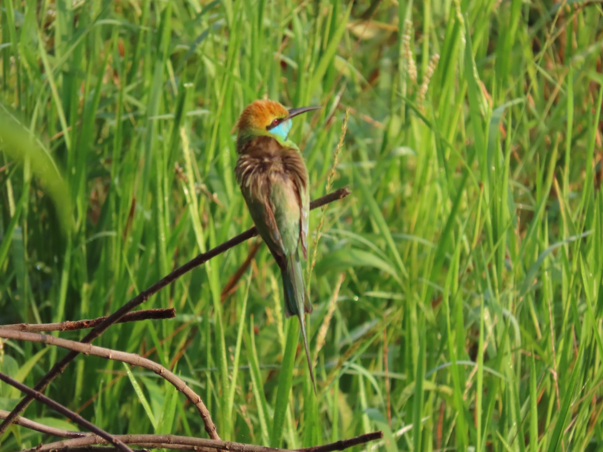 Asian Green Bee-eater - Sreekumar Chirukandoth