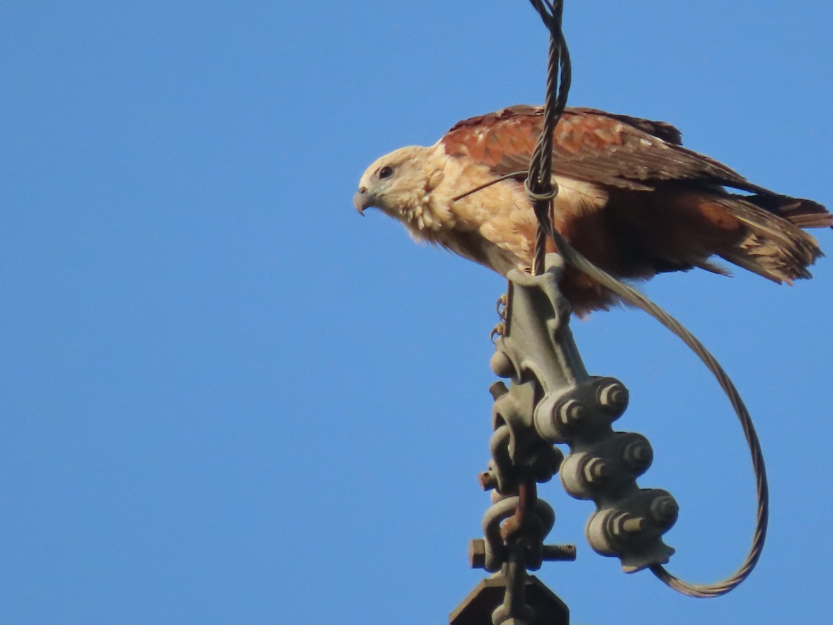 Brahminy Kite - Sreekumar Chirukandoth