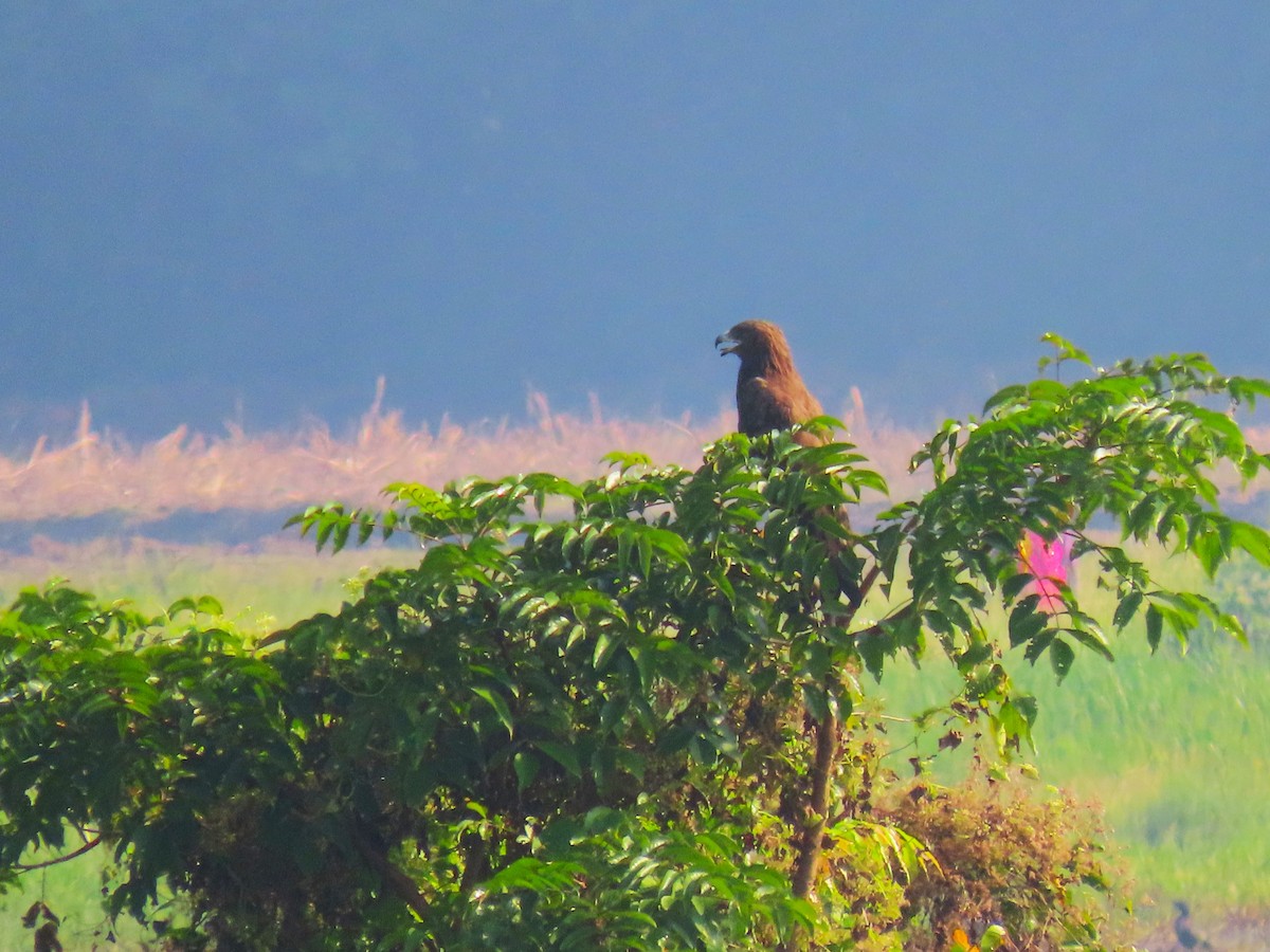 Greater Spotted Eagle - Sreekumar Chirukandoth
