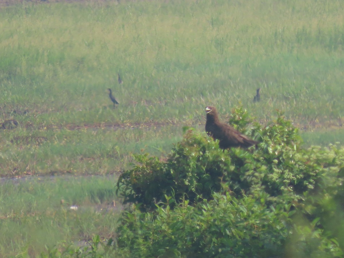 Greater Spotted Eagle - Sreekumar Chirukandoth