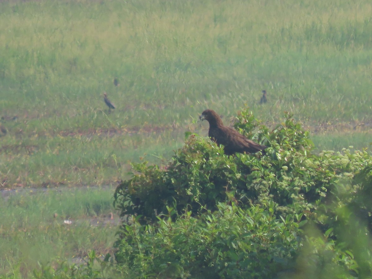 Greater Spotted Eagle - ML613499918