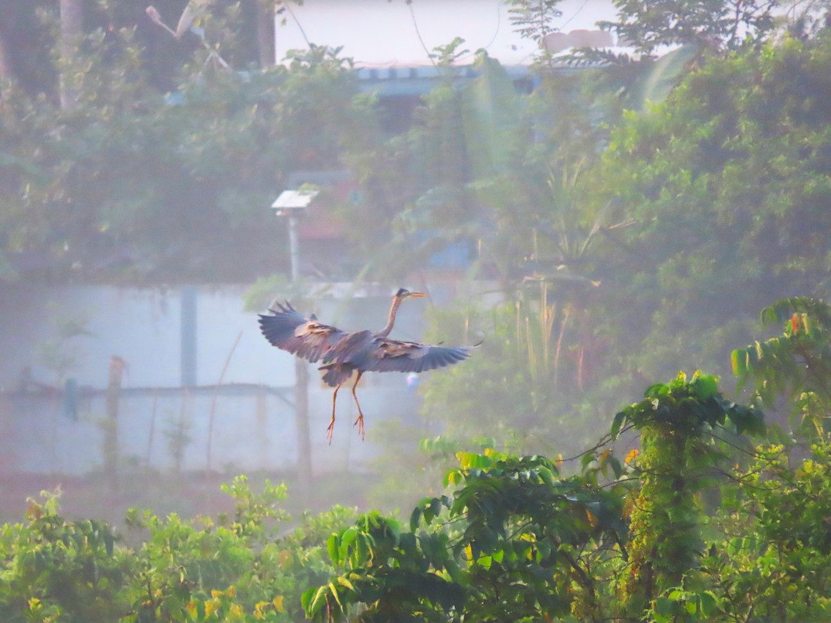 Purple Heron - Sreekumar Chirukandoth