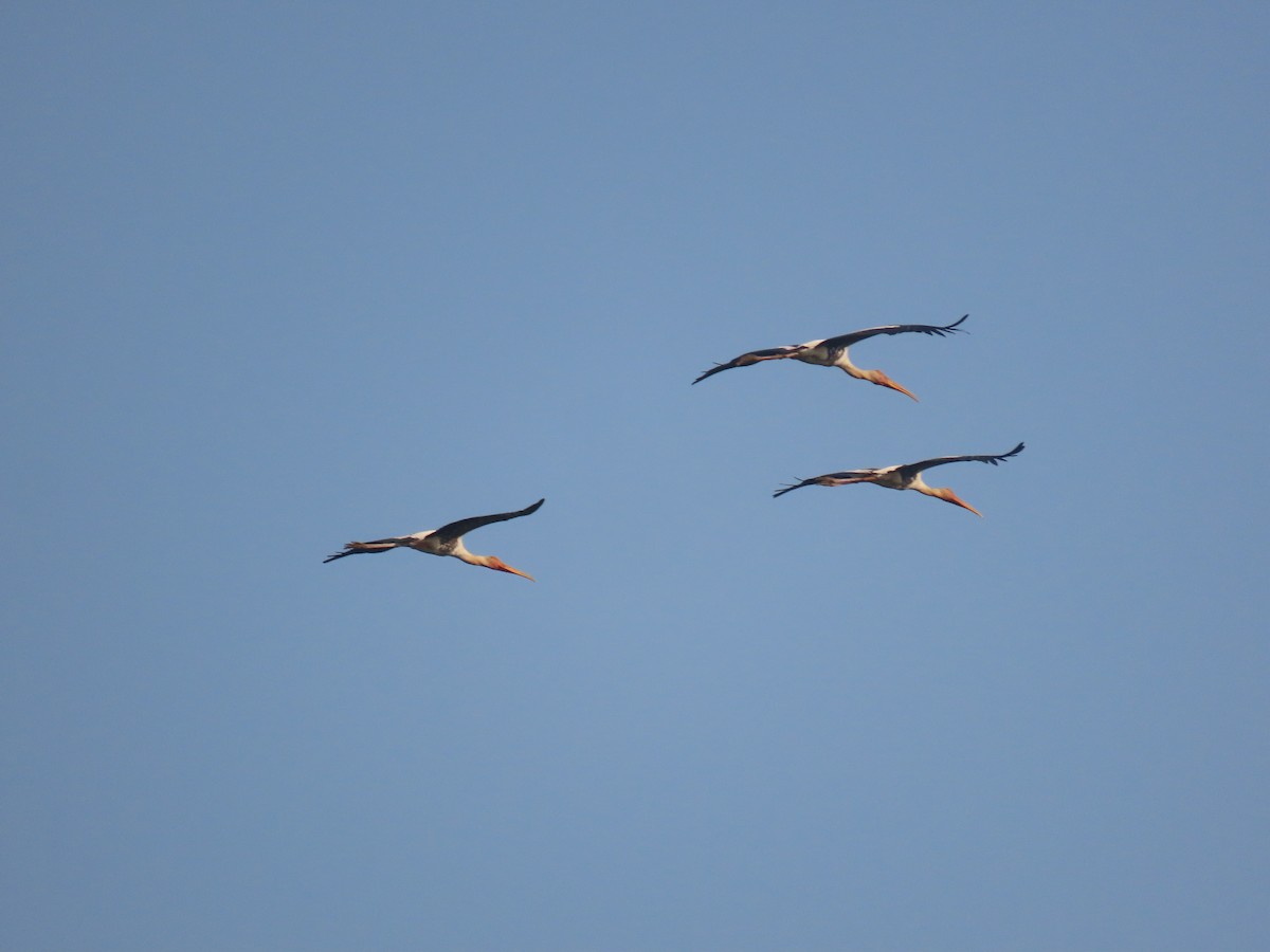 Painted Stork - ML613499937