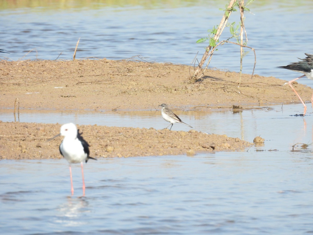 Eastern Yellow Wagtail - Thanapat Sombatwattana