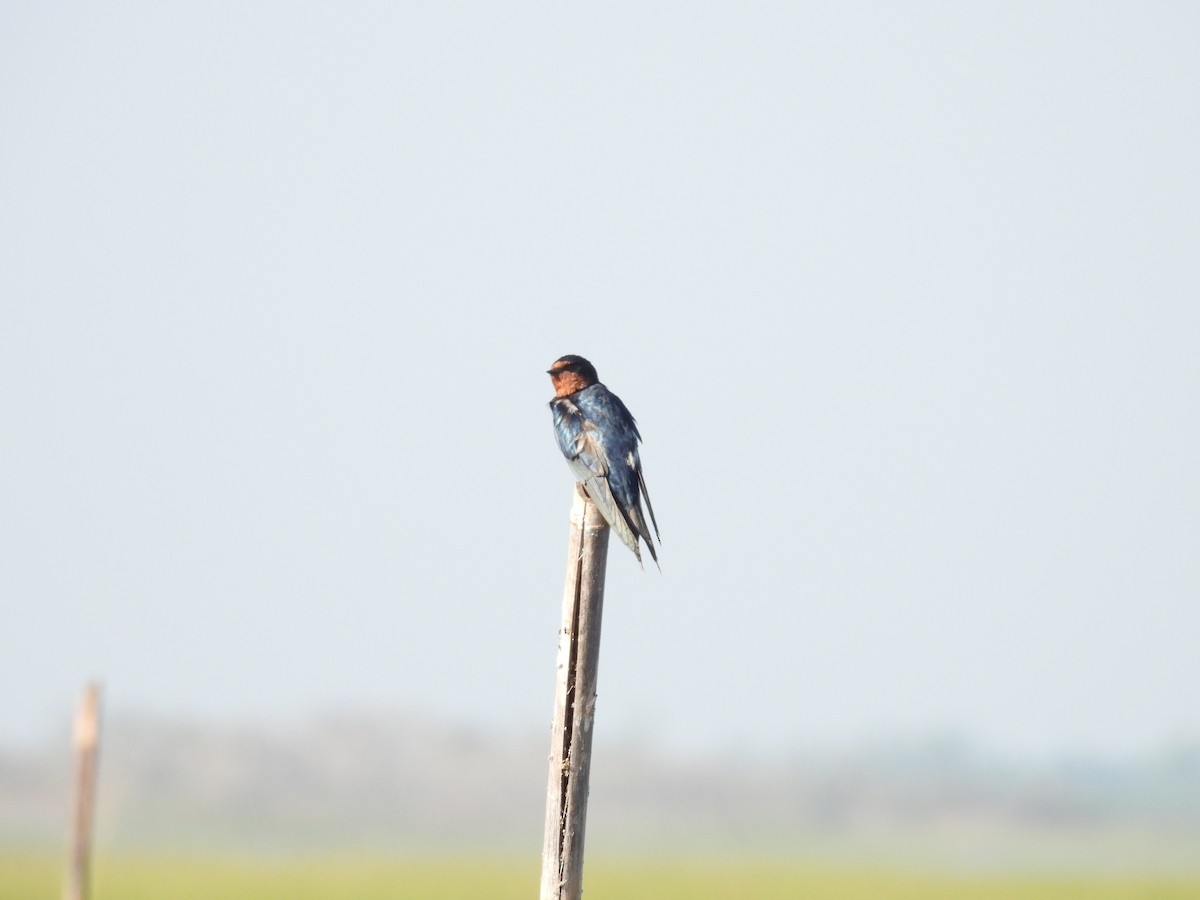 Barn Swallow - ML613500156