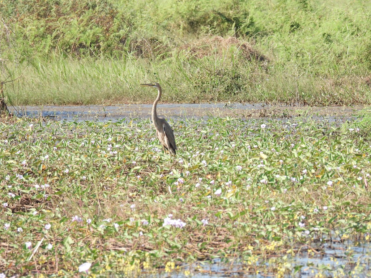 Purple Heron - Thanapat Sombatwattana