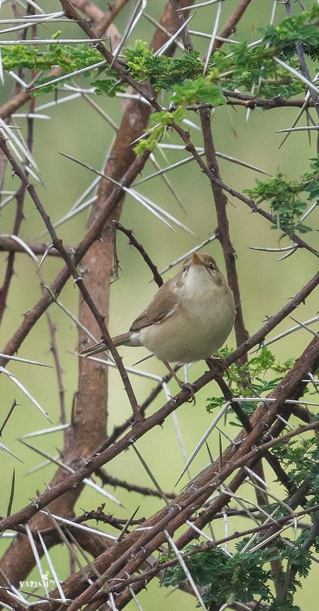 Blyth's Reed Warbler - Coimbatore Nature Society